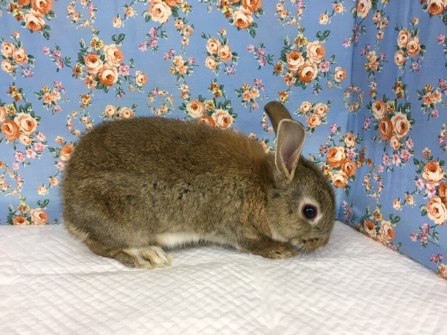 ネザーランドドワーフ