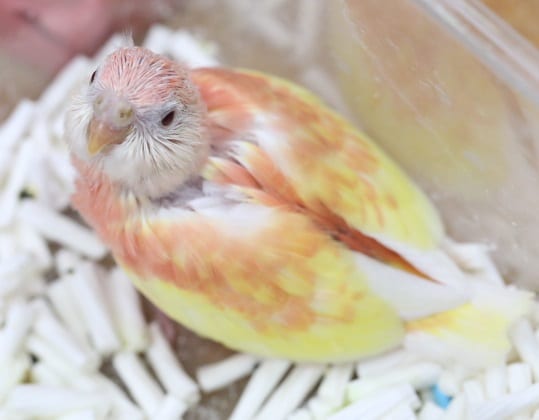 アキクサインコ（秋草インコ）