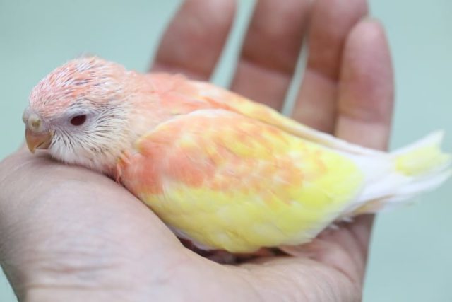 アキクサインコ（秋草インコ）
