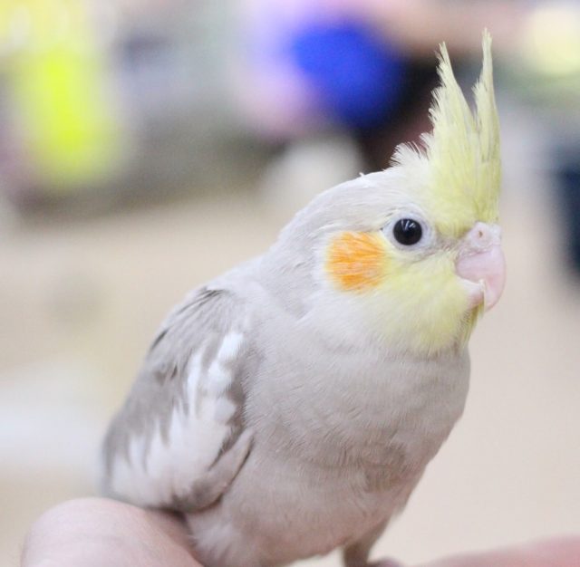 オカメインコ