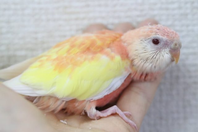アキクサインコ（秋草インコ）