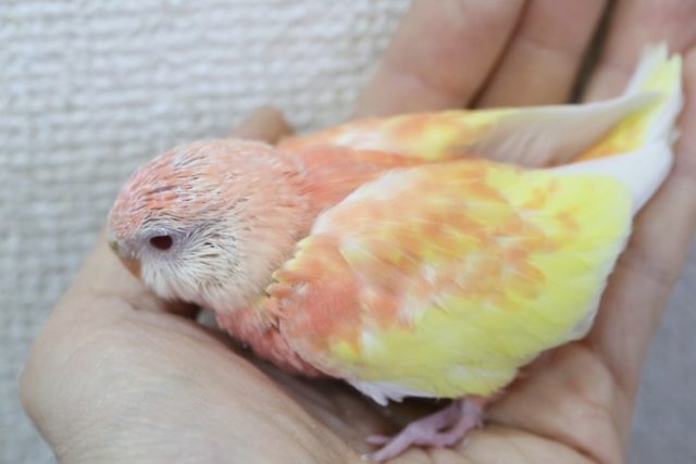 アキクサインコ（秋草インコ）