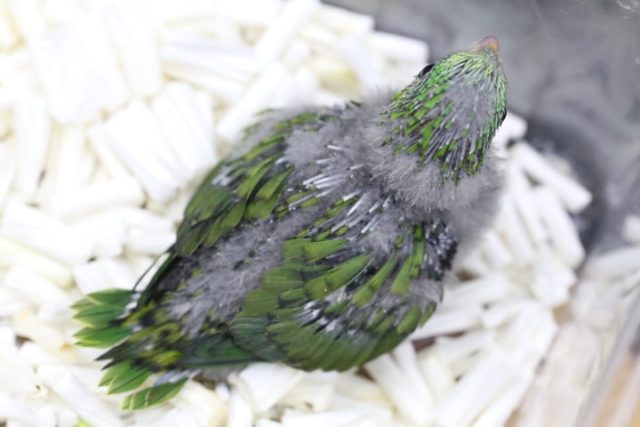 サザナミインコ