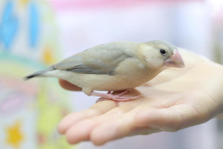 パステル文鳥