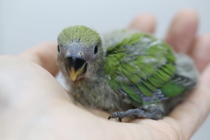 コザクラインコ（小桜インコ）