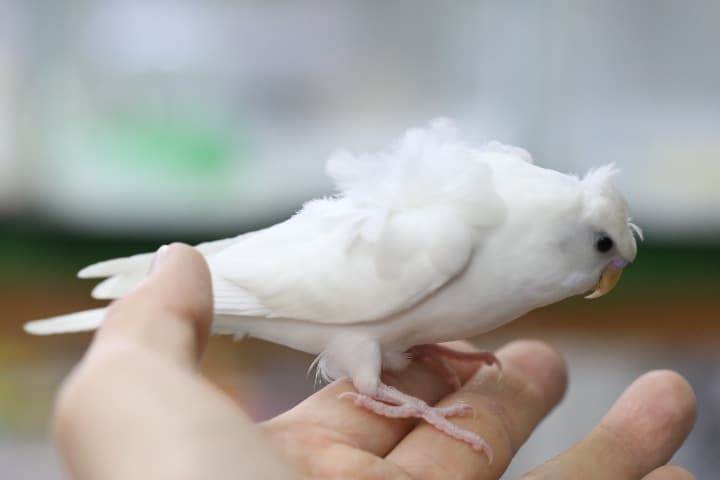 羽衣セキセイインコ