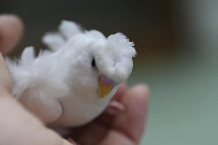 羽衣セキセイインコ
