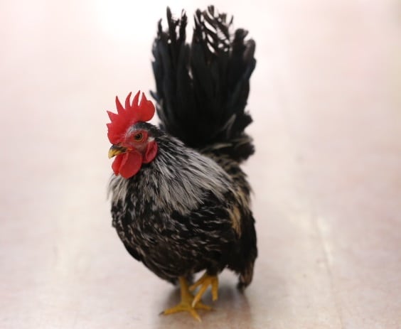 碁石チャボ（ゴイシチャボ）