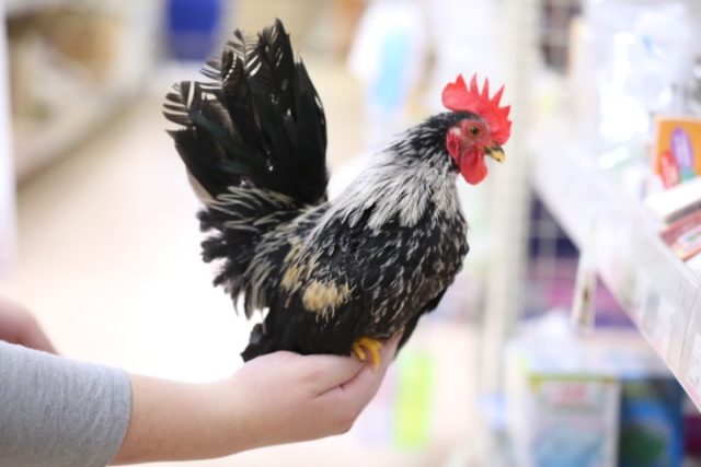 碁石チャボ（ゴイシチャボ）