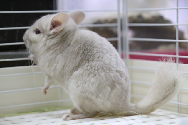 可愛いよ~ チンチラ シナモン 2020年03月27日撮影 チンチラ