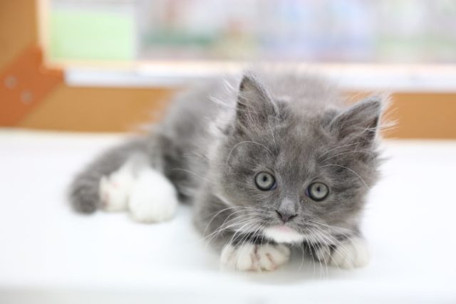 スコティッシュフォールド