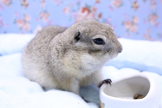 リチャードソンジリス