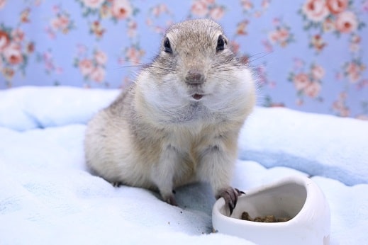 リチャードソンジリス