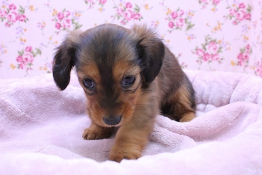 ミニチュアダックス