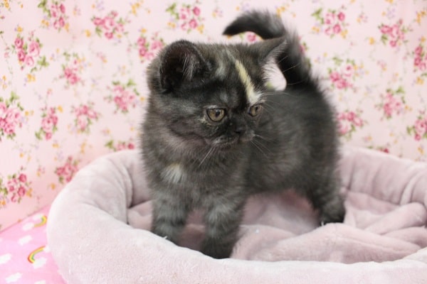 鼻ぺちゃぶちゃカワ!エキゾチック・女の子! エキゾチック