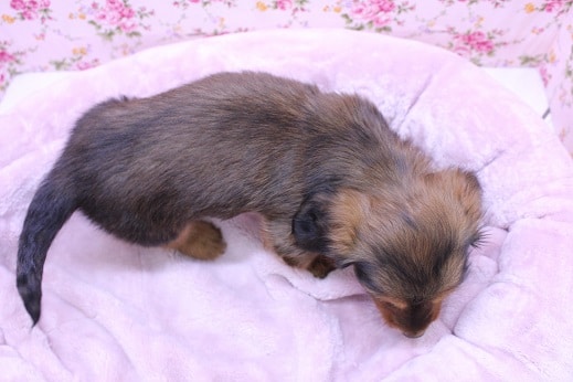 ミニチュアダックス