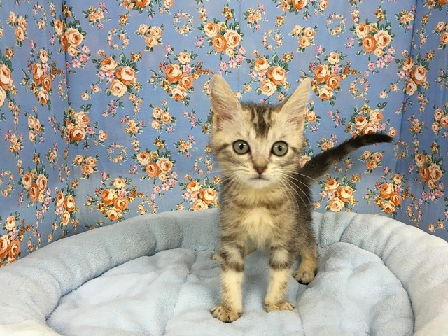 アメリカンショートヘア