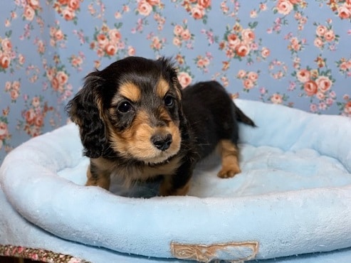 ミニチュアダックス