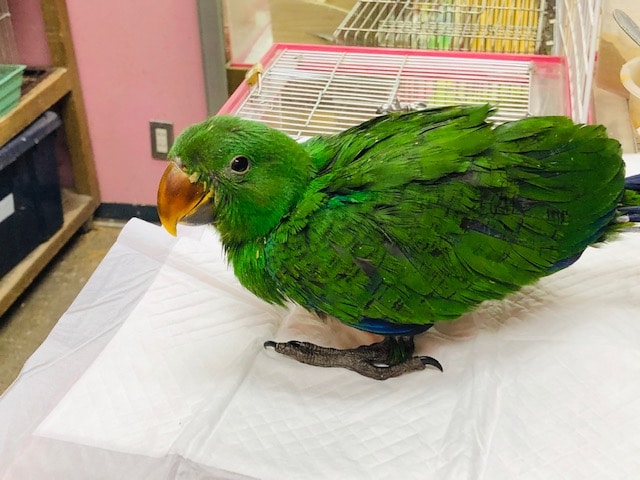 オオハナインコ