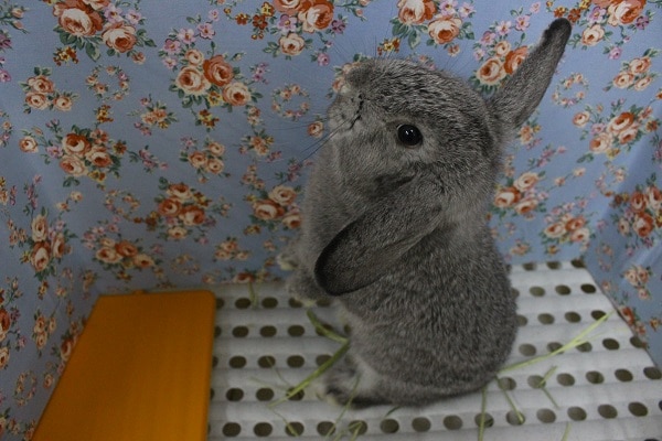 ロップイヤーラビット