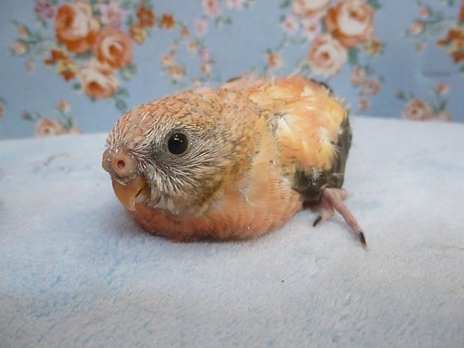 アキクサインコ（秋草インコ）