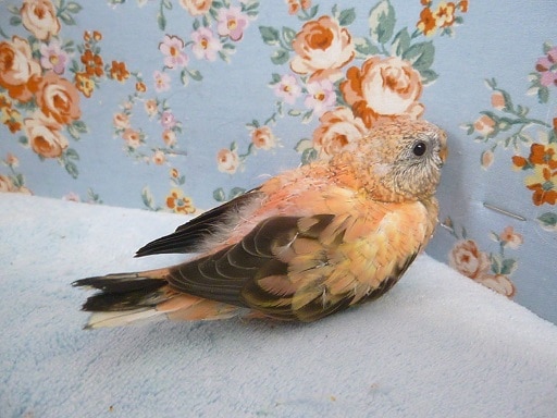 アキクサインコ（秋草インコ）