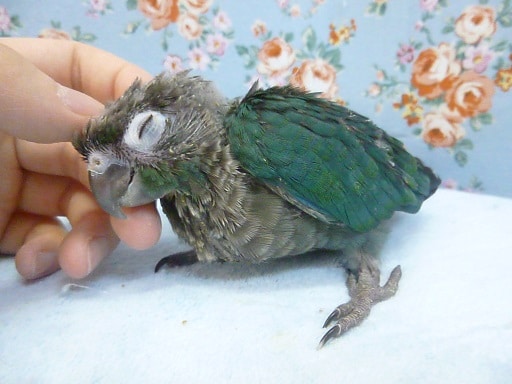 ホオミドリウロコインコ