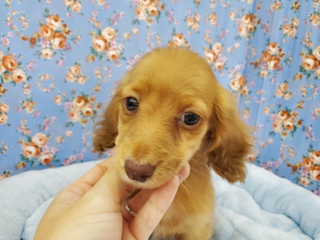 ミニチュアダックス