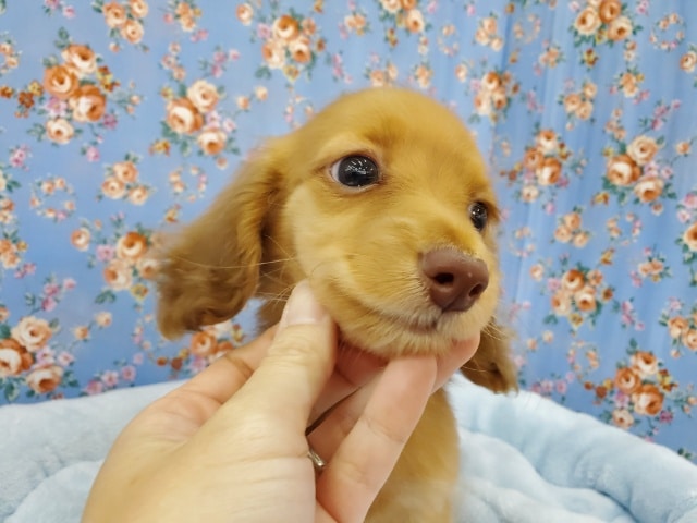 ミニチュアダックス