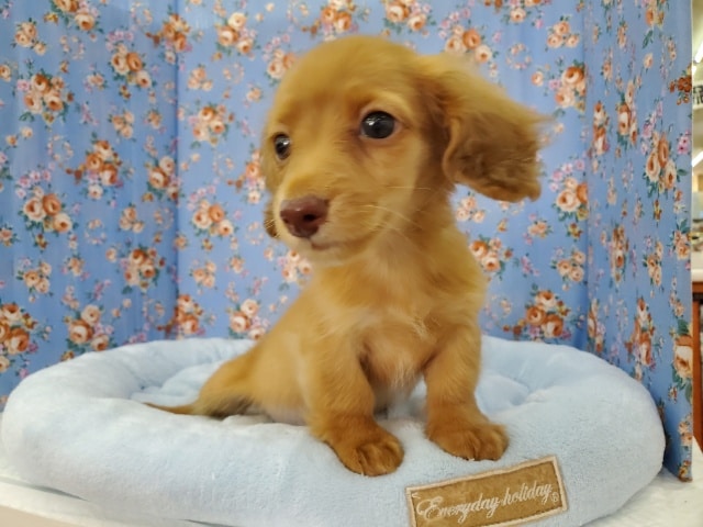 ミニチュアダックス