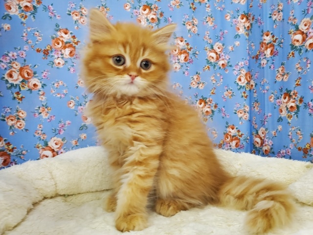 スコティッシュフォールド