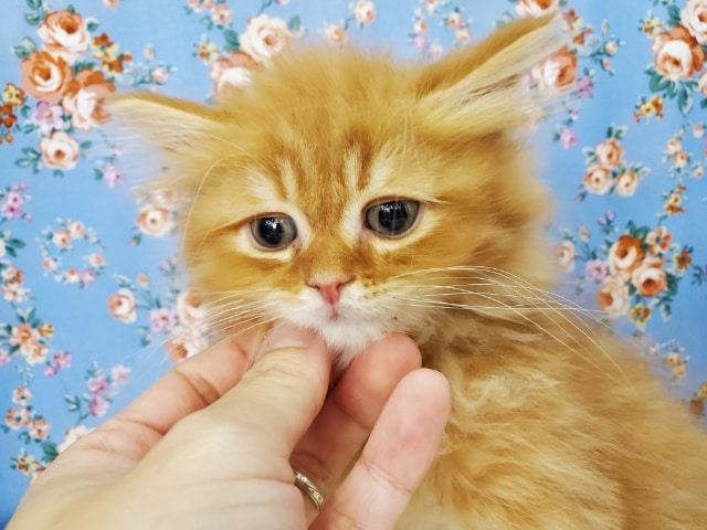 スコティッシュフォールド