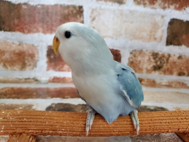 きれーなコザクラインコ♪ コザクラインコ(小桜インコ)