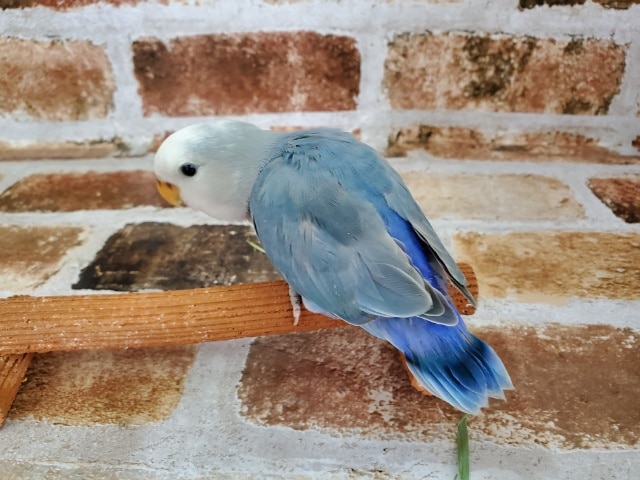 きれーなコザクラインコ♪ コザクラインコ(小桜インコ)