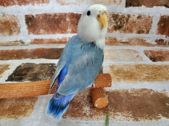 きれーなコザクラインコ♪ コザクラインコ(小桜インコ)