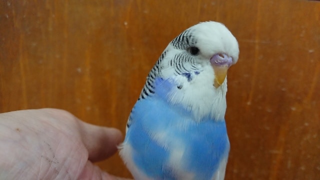 ジャンボセキセイインコ
