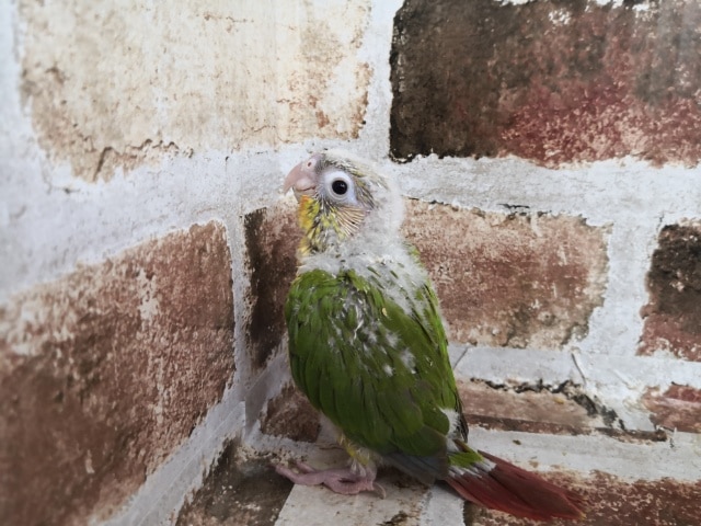 ホオミドリウロコインコ