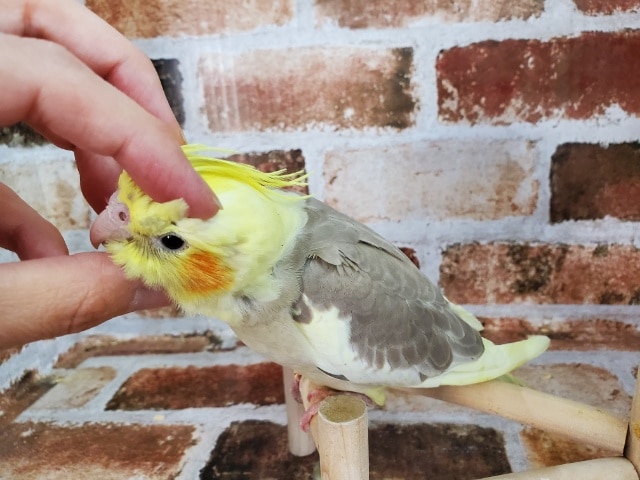 オカメインコ