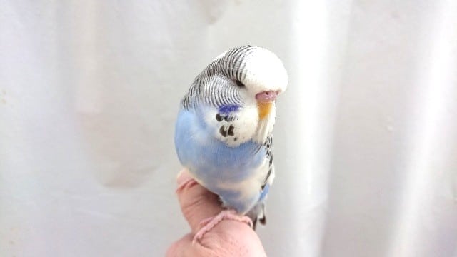 ジャンボセキセイインコ