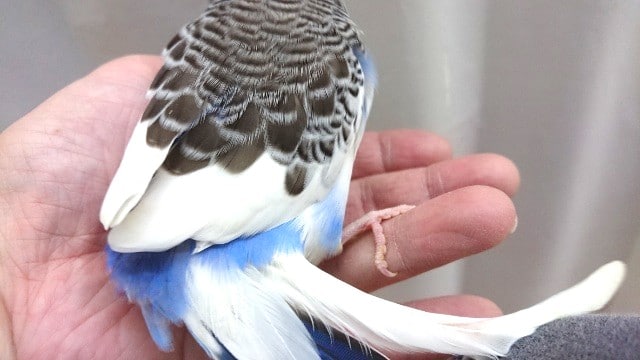 ジャンボセキセイインコ