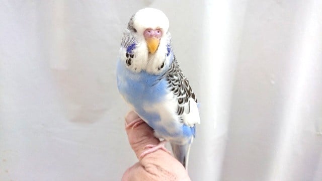 ジャンボセキセイインコ