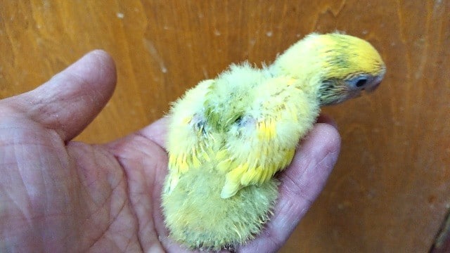 コザクラインコ（小桜インコ）