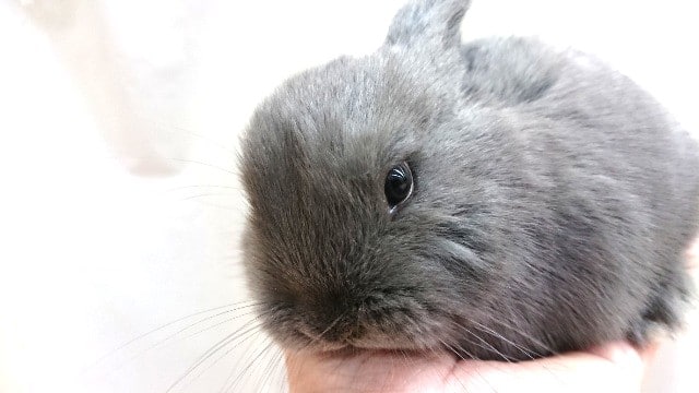 ロップイヤーラビット