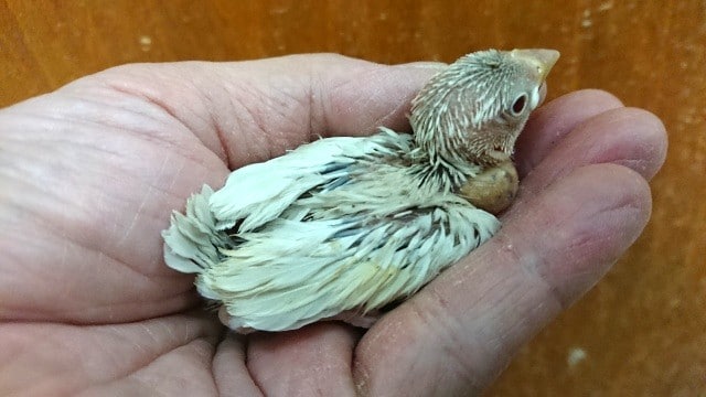 超レア!です イノ文鳥♪~ イノ文鳥