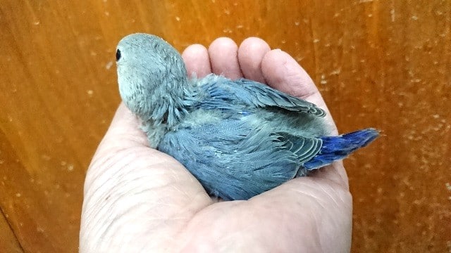 コザクラインコ（小桜インコ）