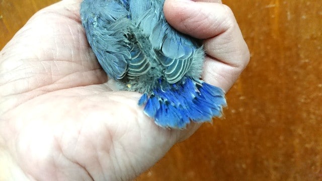 コザクラインコ（小桜インコ）