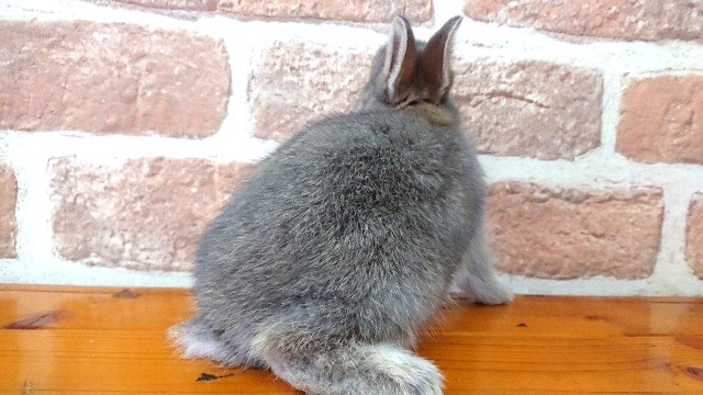 ネザーランドドワーフ