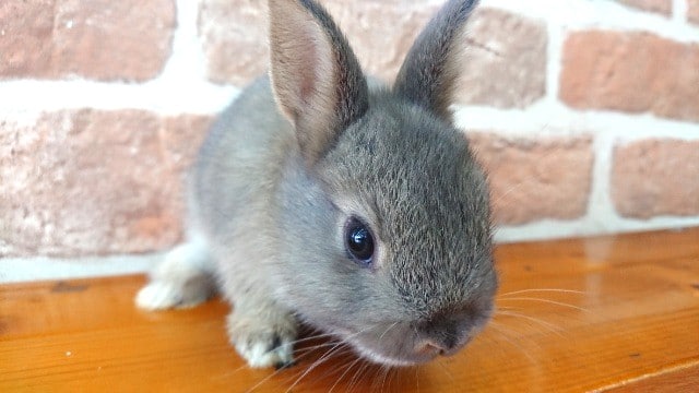 ネザーランドドワーフ