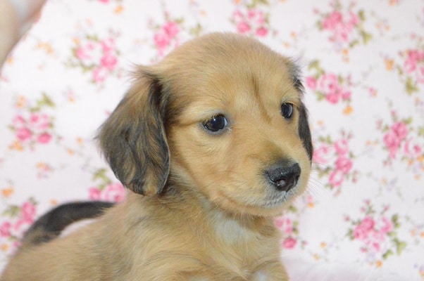 カニンヘンダックス