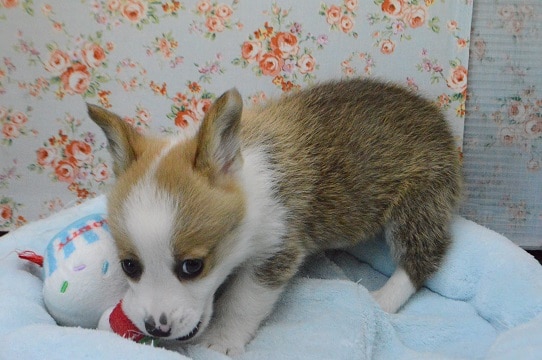 ウェルシュコーギー・ペンブローグ